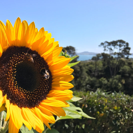 Reproductive technologies, Infertility and Naturopathy